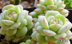 修剪 怎样养护多肉才能让它在春天状态慢慢变好