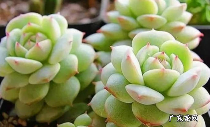 修剪 怎样养护多肉才能让它在春天状态慢慢变好