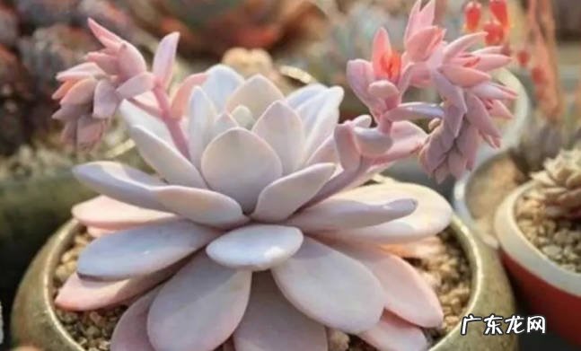 修剪 怎样养护多肉才能让它在春天状态慢慢变好