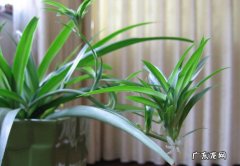 吊兰 真正好养的绿植是什么