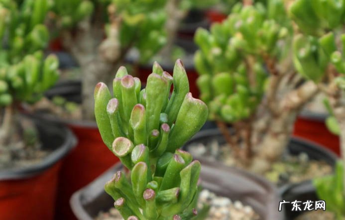 浇水太多 种植吸财树需要注意什么