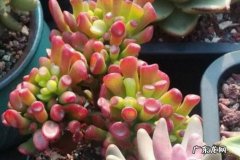 浇水太多 种植吸财树需要注意什么