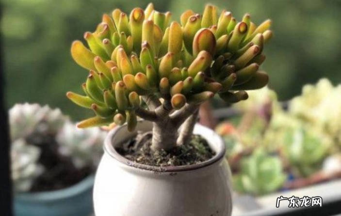 浇水太多 种植吸财树需要注意什么