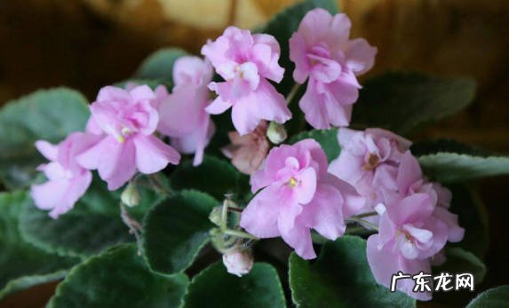 四季海棠 哪些植物可以花开四季
