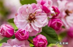四季海棠 哪些植物可以花开四季
