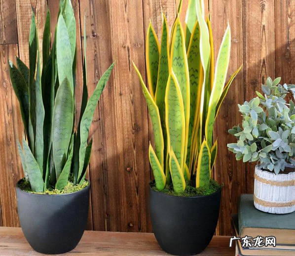 光照充足 夏季怎么做可以帮助虎皮兰长新芽