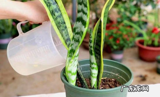 光照充足 夏季怎么做可以帮助虎皮兰长新芽