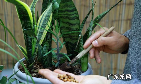 光照充足 夏季怎么做可以帮助虎皮兰长新芽