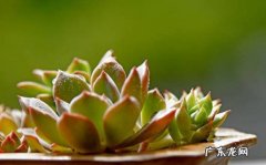 减少施肥 多肉秋冬怎么养才长得好