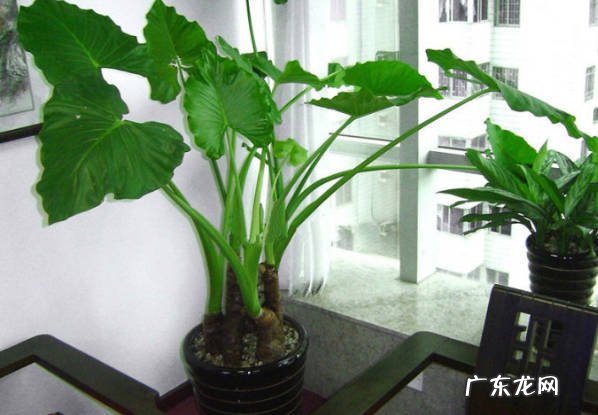 曼陀罗花 家里种植哪些花存在的风险高