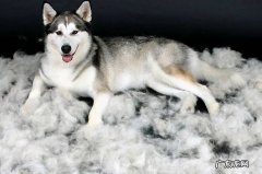 精力旺盛 为什么不建议养哈士奇