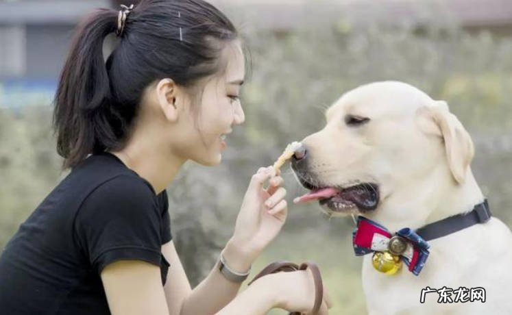 找主人帮忙,独自外出等 狗狗聪明的表现是什么