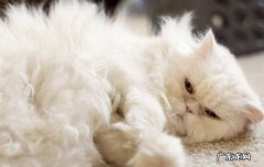 营养不良，生理季节掉毛等等 猫咪掉毛的原因有哪些