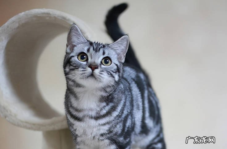 波斯猫,狮子猫,美短猫 颜值高的猫咪品种是什么