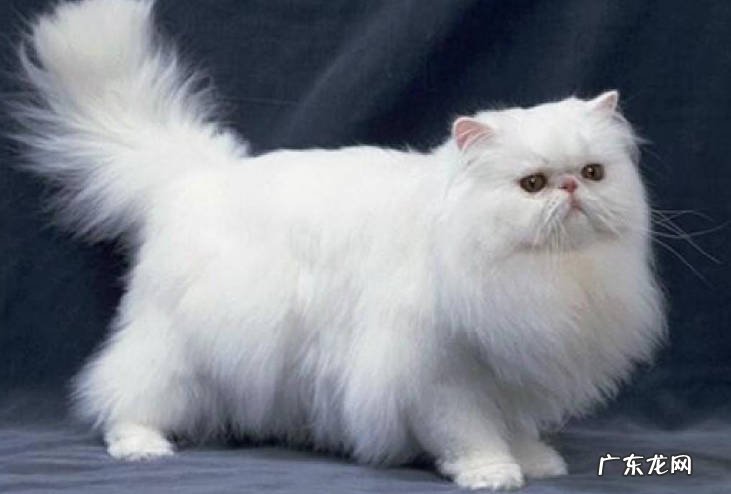 波斯猫,狮子猫,美短猫 颜值高的猫咪品种是什么
