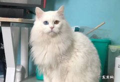 波斯猫，狮子猫，美短猫 颜值高的猫咪品种是什么