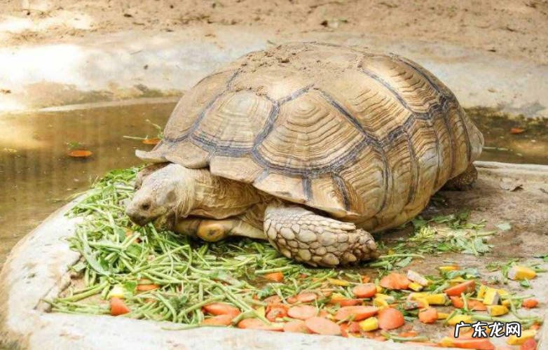 乌龟饲养方法和注意事项有哪些？