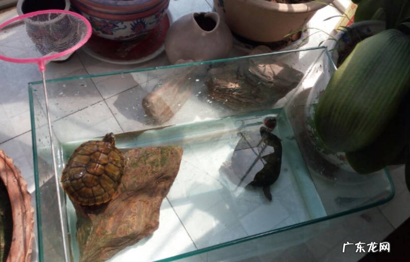 乌龟饲养方法和注意事项有哪些？