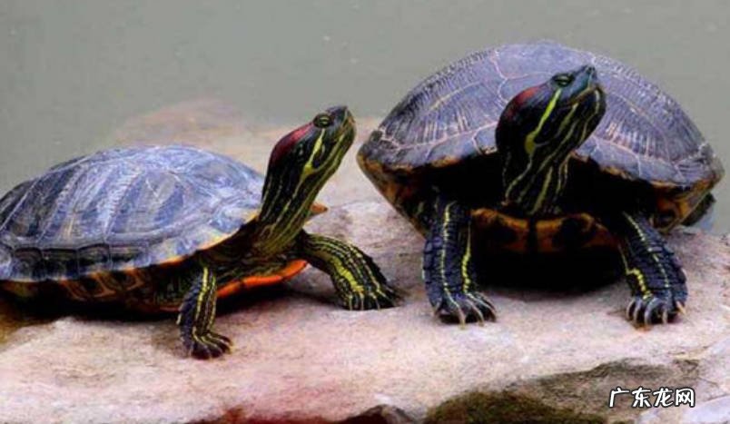 乌龟饲养方法和注意事项有哪些？