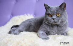 动漫中的猫原型是什么品种的猫？