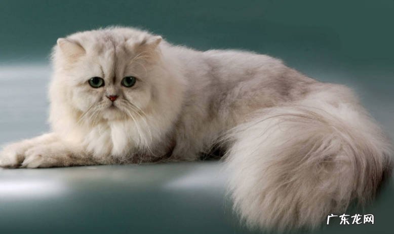 动漫中的猫原型是什么品种的猫?