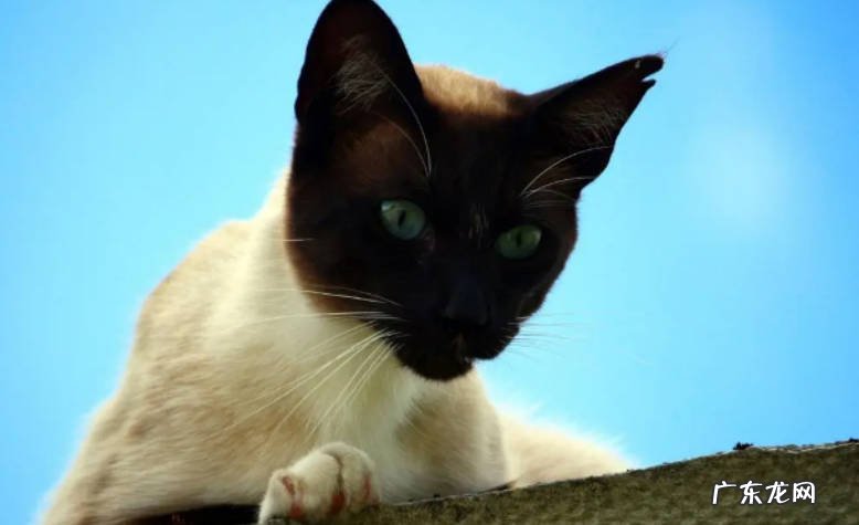动漫中的猫原型是什么品种的猫?