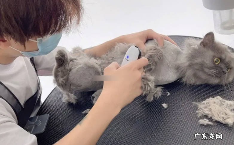 猫咪剃毛的好处和坏处有哪些?