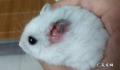 仓鼠摔了一下会死吗仓鼠快死的表现有哪些？