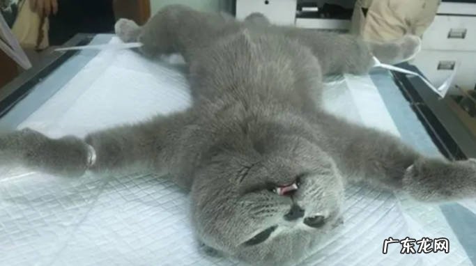 猫为什么要绝育 猫绝育的原因猫怎么做绝育?