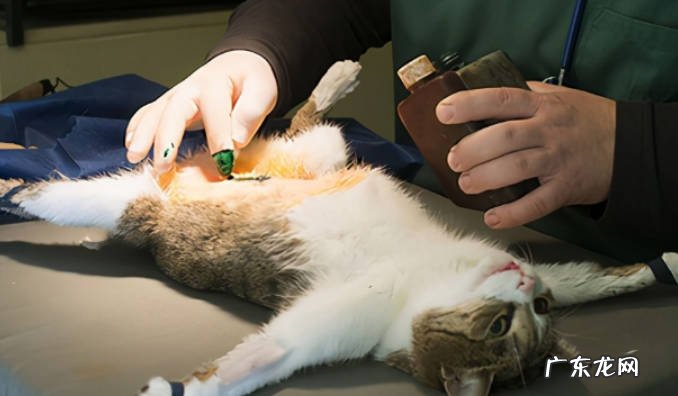 猫为什么要绝育 猫绝育的原因猫怎么做绝育?