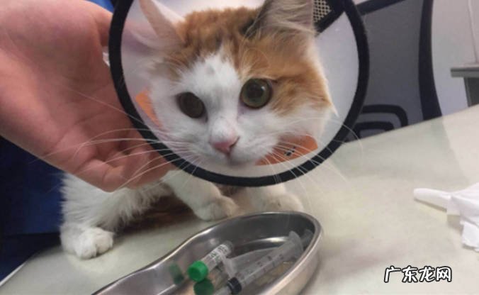 猫为什么要绝育 猫绝育的原因猫怎么做绝育?