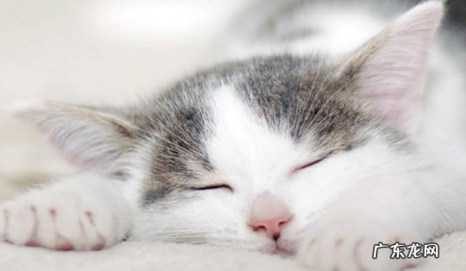 猫发出呼噜呼噜声 猫打呼的原因猫发出呼噜声是什么原因?