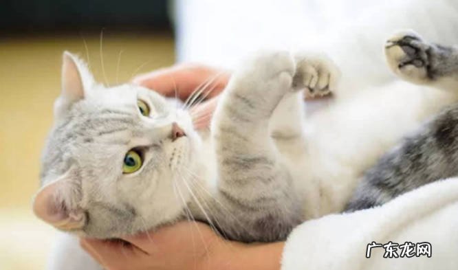 猫发出呼噜呼噜声 猫打呼的原因猫发出呼噜声是什么原因?