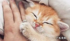 猫发出呼噜呼噜声 猫打呼的原因猫发出呼噜声是什么原因？