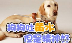 狗狗吐黄水是怎么回事？狗狗吐黄水原因有哪些？