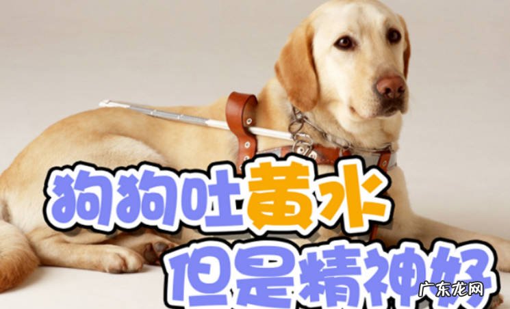 狗狗吐黄水是怎么回事?狗狗吐黄水原因有哪些?