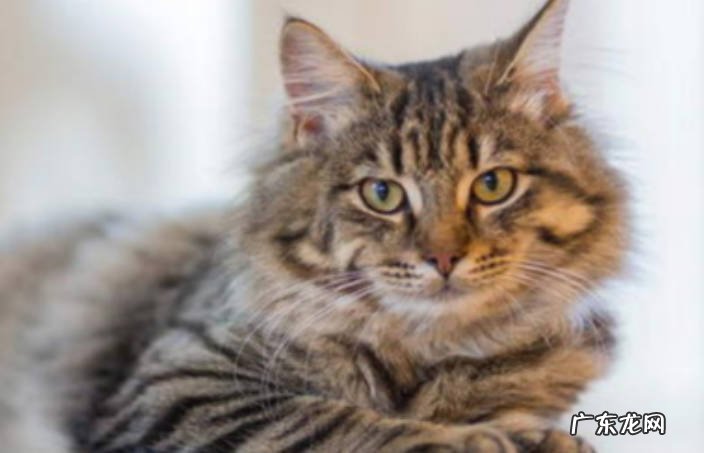 猫的年龄和人的年龄如何对照？对比你家猫咪多大了？