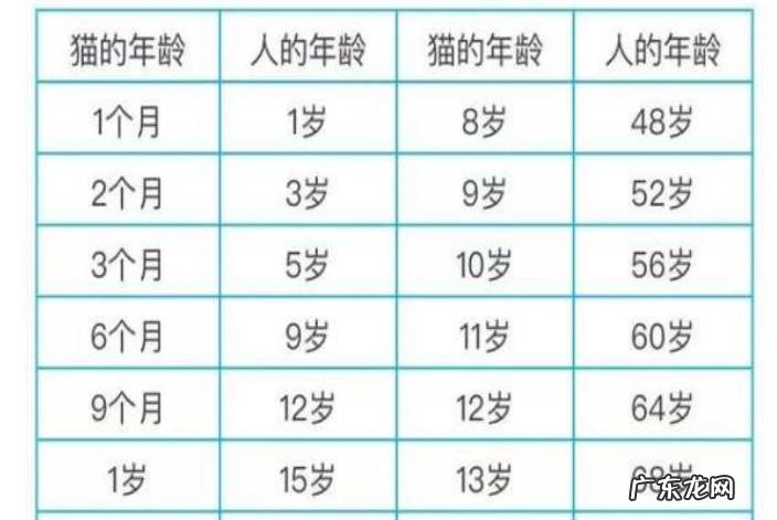 猫的年龄和人的年龄如何对照？对比你家猫咪多大了？