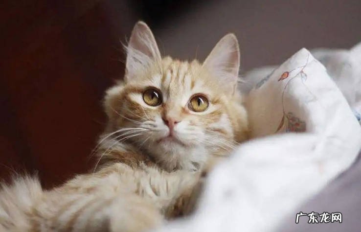 猫的年龄和人的年龄如何对照？对比你家猫咪多大了？