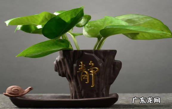 绿萝 适合办公室摆放的插花