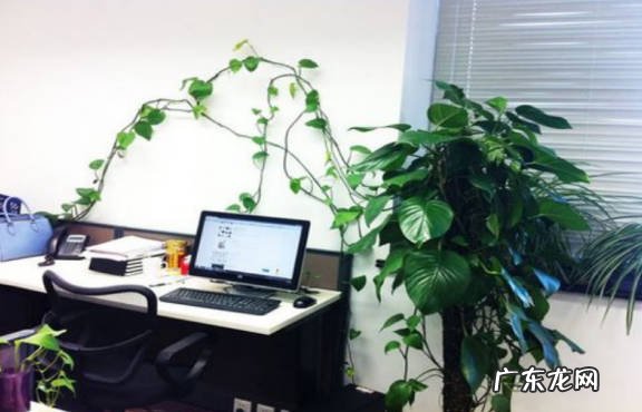绿萝 适合办公室摆放的插花