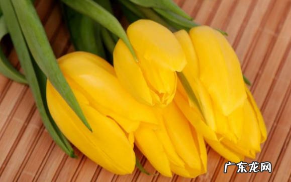 恋人 黄色郁金花适合送什么人