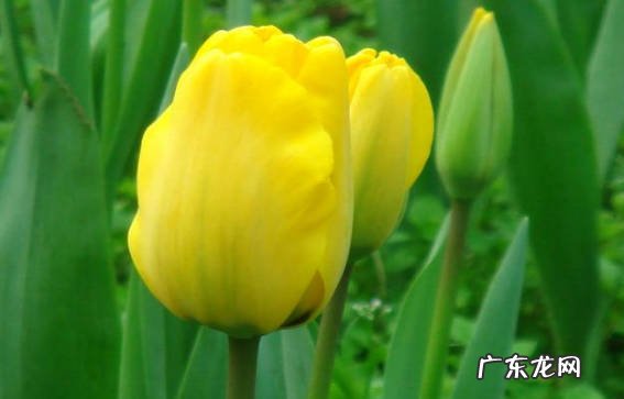恋人 黄色郁金花适合送什么人
