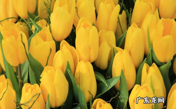 恋人 黄色郁金花适合送什么人