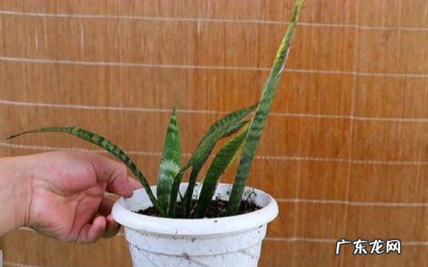 需要 刚移栽的虎皮兰要马上浇水吗