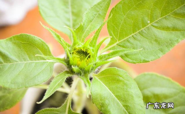 细心照料是可以实现 向日葵冬天可以开花吗