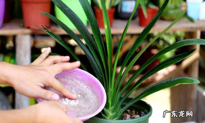 控制温度 君子兰冬天的养护方法