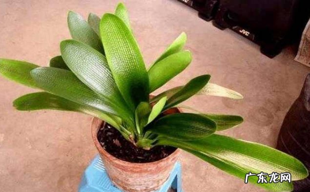 控制温度 君子兰冬天的养护方法