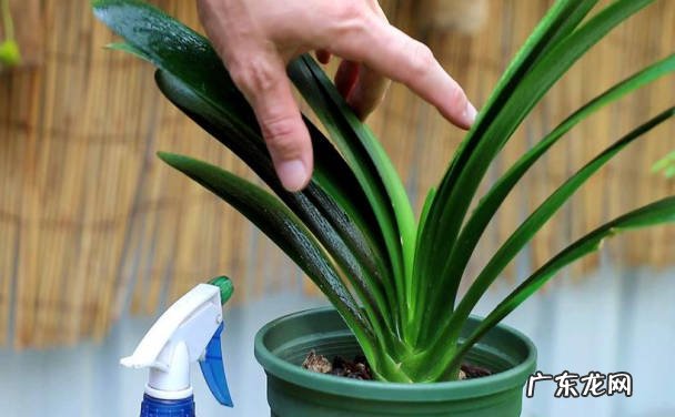 控制温度 君子兰冬天的养护方法