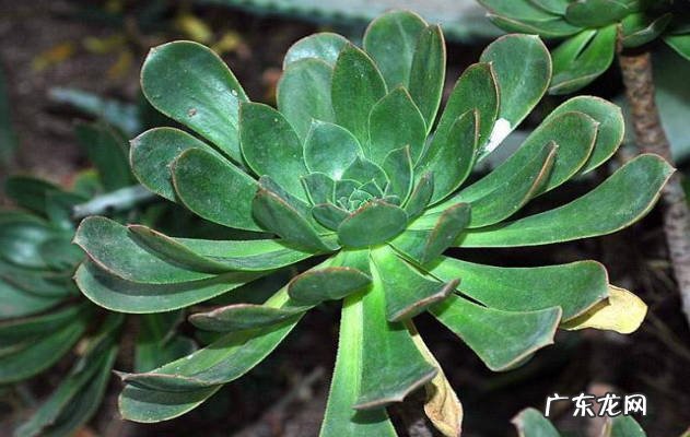 注意温度 大叶莲花掌怎么养